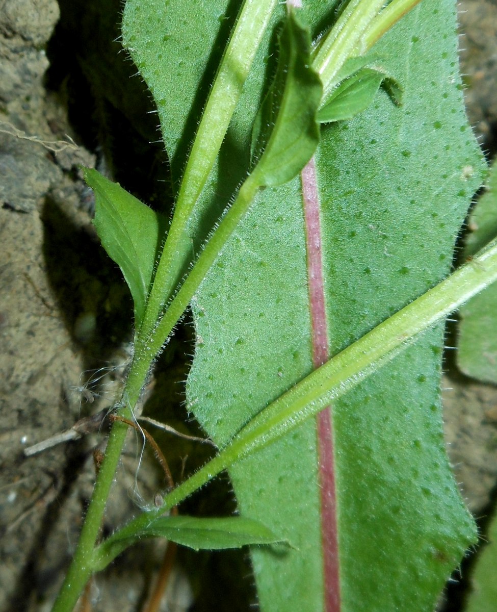Epilobium parviflorum / Garofanino minore